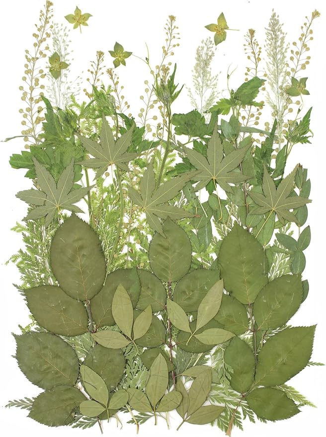12“ Large Bulk Summer Dried Pressed Flowers by ZMRU