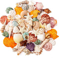 Sea Shell Mixed Ocean Shells Set, 15 Kinds 1.2"-2.7" Various Sizes Natural by WeDoSoy