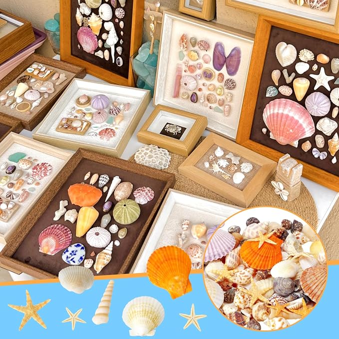 WEOXPR Mixed Sea Shells, 80+ Pcs Beach Seashells Starfish, Various Sizes Ocean - Image 5