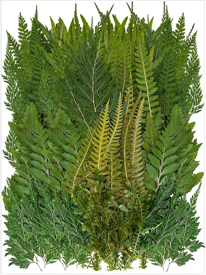 80 Pcs Green Ferns Dried Pressed Flowers Bulk by Unknown