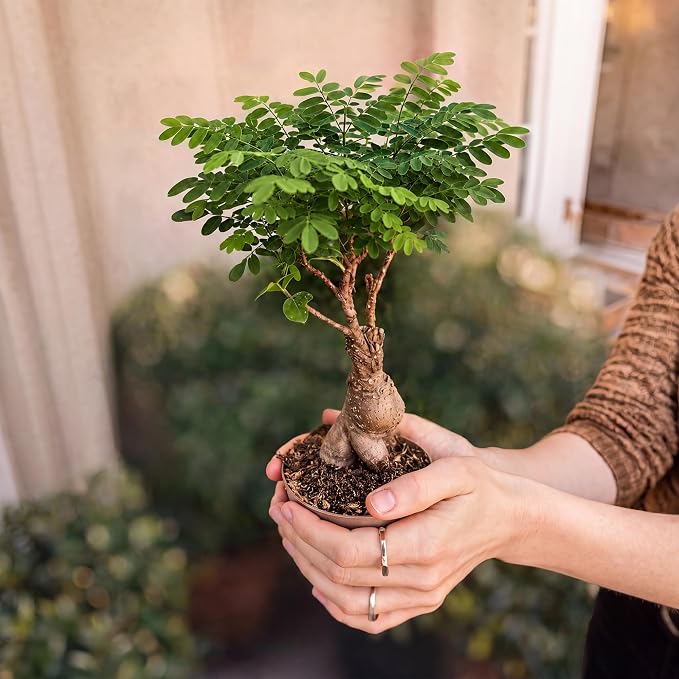 Bonsai Tree Kit Deluxe - Image 11