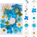 Augshy Blue Dried Pressed Flowers by Augshy