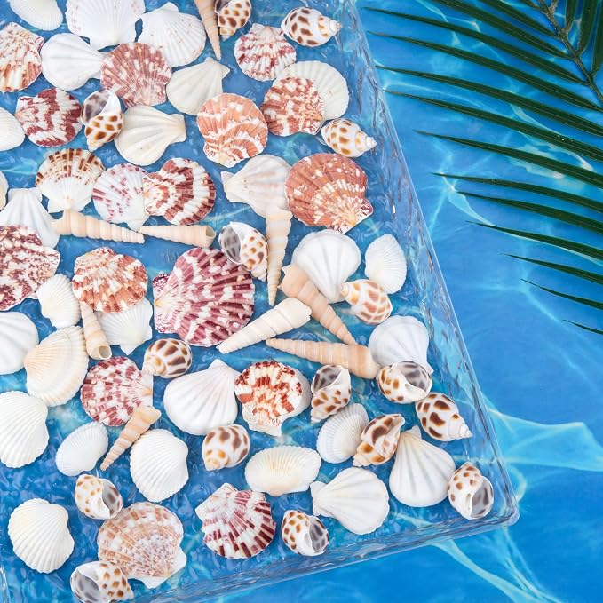 Natural Sea Shell Mixed Ocean Shells Set, 0.8"-2.5" Various Sizes Seashell - Image 2