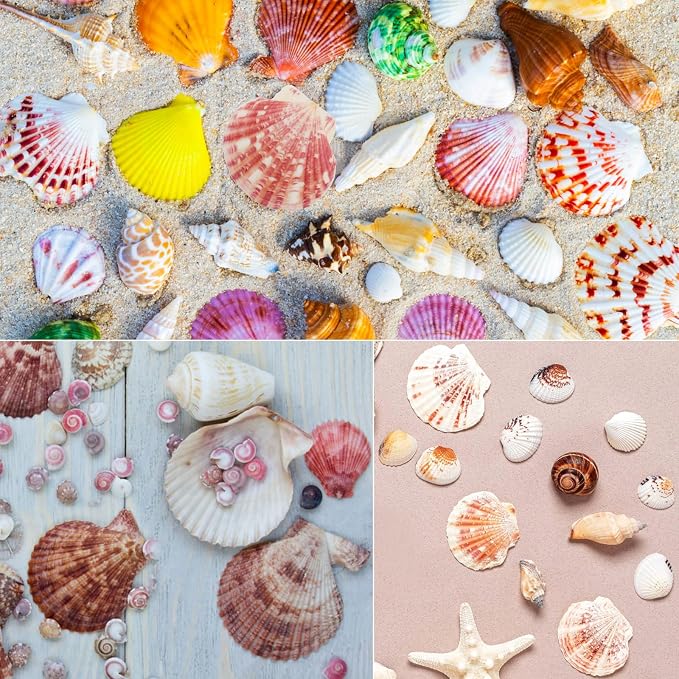 30 PCS+ Scallop Shells Natural Seashell, 1.5"-2.5" Natural Scallop Shells Small - Image 7
