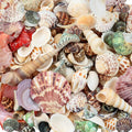 WEOXPR 200 Pcs Sea Shells Bulk Mixed Ocean Beach Seashells by WEOXPR