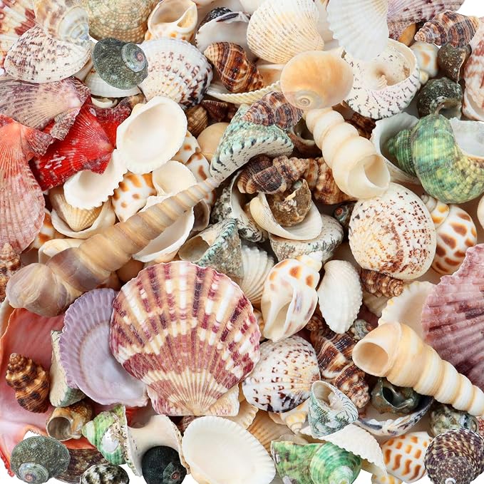 WEOXPR 200 Pcs Sea Shells Bulk Mixed Ocean Beach Seashells by WEOXPR