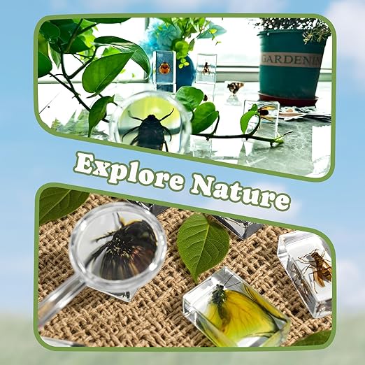12 PCS Real Insect Resin Specimen, Science Education Bug Collection | Preserved - Image 5