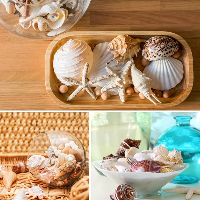 JQAQJU Sea Shells Mixed Beach Seashells 20 Kinds, 1.5"-5.5" Various Sizes Large - Image 5