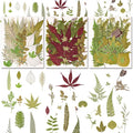 100 PCS Real Pressed Dried Leaves by Cokosing