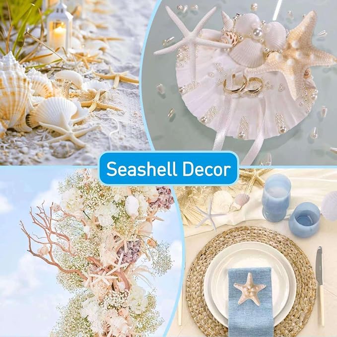 24PCS Sea Shells for Crafts Decoration - Image 5