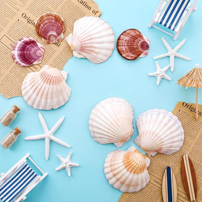 Junkin 40 Pack Natural Scallop Shells and Artificial Starfish - Image 7