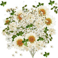 Nuanchu 81 Pieces Pressed Flowers Bulk White Dried Flowers by Nuanchu