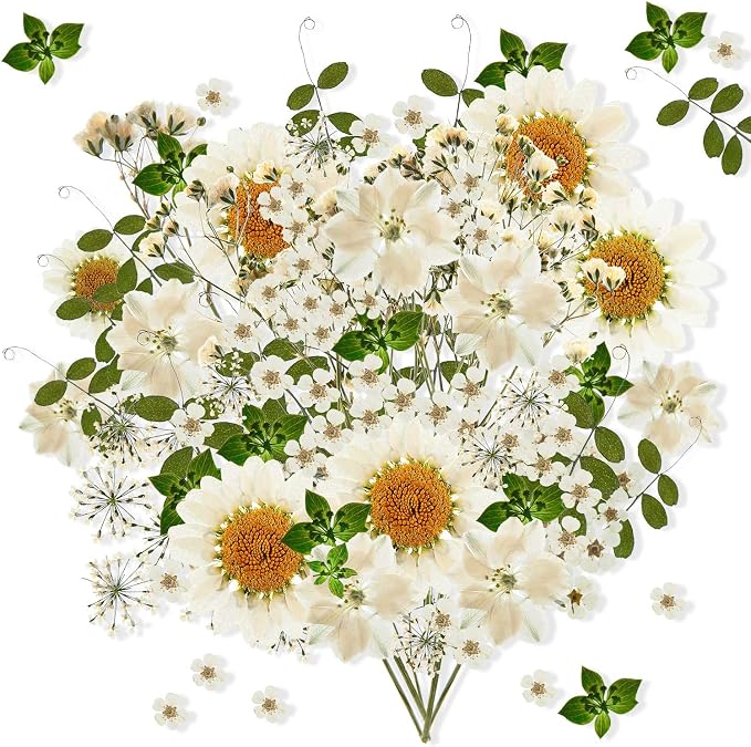 Nuanchu 81 Pieces Pressed Flowers Bulk White Dried Flowers by Nuanchu