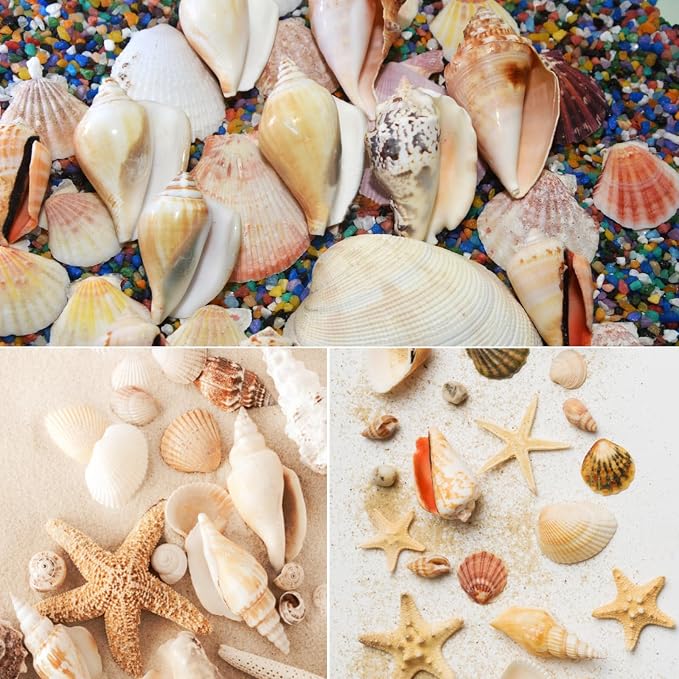 25 PCS+ Small Conch Shells Natural Sea Shells, Fish Tank and Vase Filler - Image 6