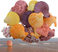 Colorful 50+ Pcs Scallop Shell Natural Mixed Color Seashells by PLOOTA