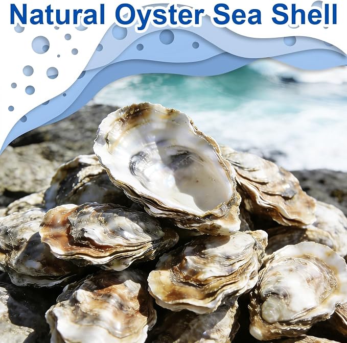 15PCS Natural Oyster Shells 4-5 in Uncarved Oyster Shells - Image 5