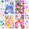141Pcs Colorful Dried Pressed Flowers by Unknown