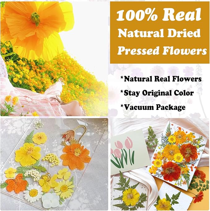 35Pcs Yellow Pressed Dried Flowers - Image 2