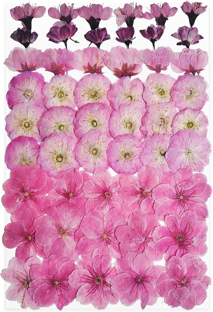 51 Pcs Real Natural Cherry Blossom Dried Pressed Flowers by Unknown