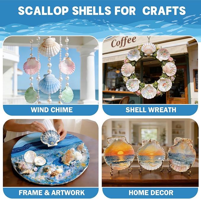 4"-5" 20 PCS Large Scallop Shells - Image 4