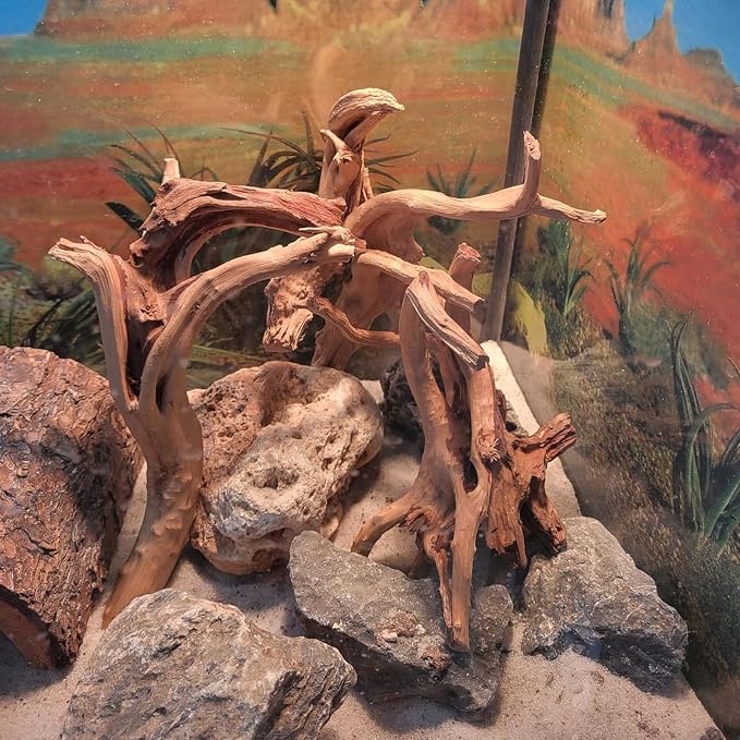 10 Pcs Natural Small Spiderwood - Image 3