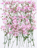50Pcs Pink Dried Pressed Flowers by Unknown