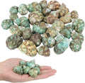 30 PCS+ Small Conch Shells Natural Sea Shells, 1.5"-2" Green Ocean Conch Shells by Unknown