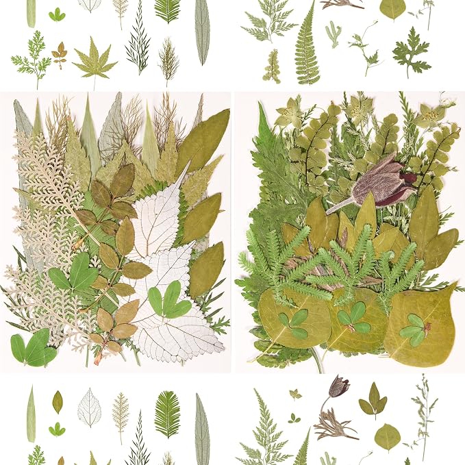 100 PCS Real Pressed Dried Leaves - Image 3