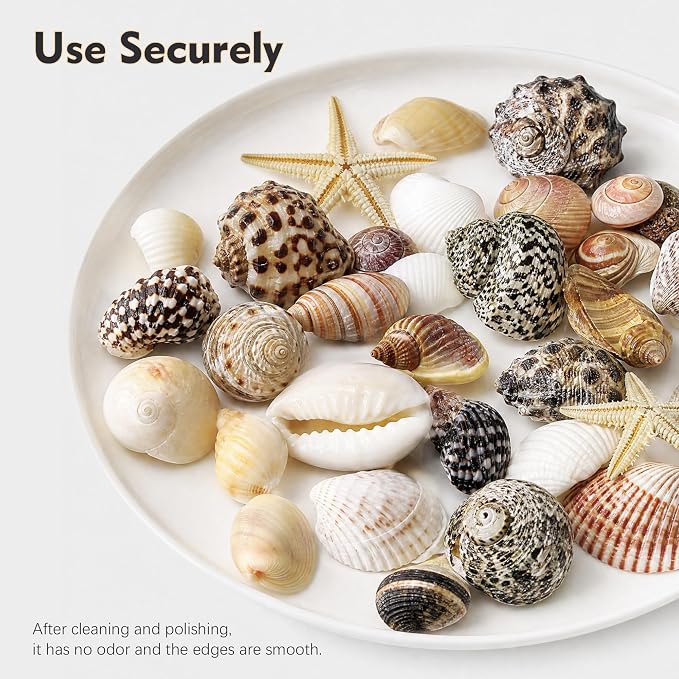 Small Sea Shells 1200Pcs Tiny Seashells Mixed Size Ocean Beach Starfish - Image 4