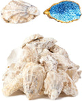 20Pcs Oyster Shells for Crafts， 3"-4" Large Oyster Shell for Crafts，Oyster by Unknown
