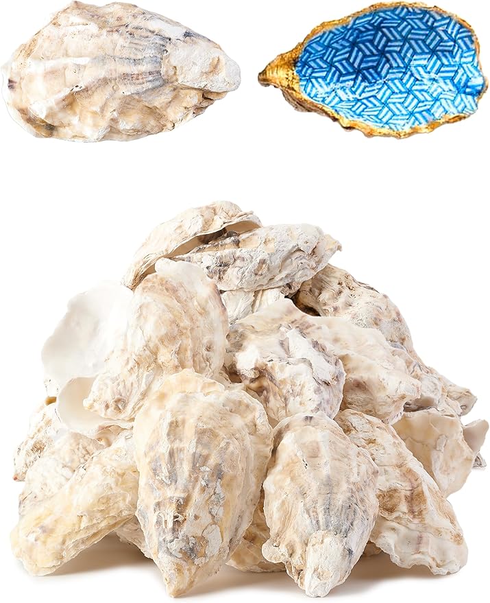 20Pcs Oyster Shells for Crafts， 3"-4" Large Oyster Shell for Crafts，Oyster by Unknown