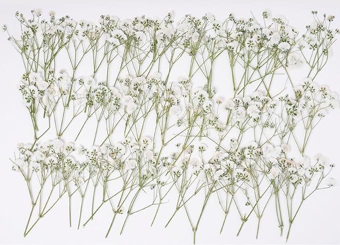 48 Pcs Natural Dried Pressed Mini Baby's Breath Flowers by AHTONG