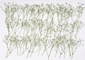 48 Pcs Natural Dried Pressed Mini Baby's Breath Flowers by AHTONG