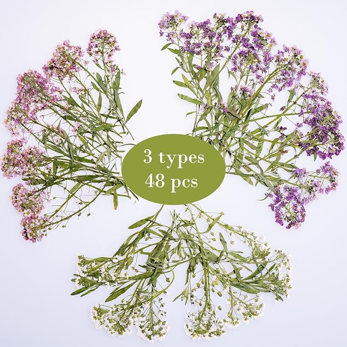 48 Pcs Mix Natural Dried Pressed Flowers - Image 2