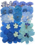 10 Types 33PCS Large Blue Dried Pressed Flower by Unknown