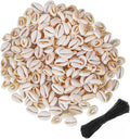 150 PCS White 0.63"-0.71" Natural Strong Cowrie Shell Beads Smooth Cut Oval by PPCLION