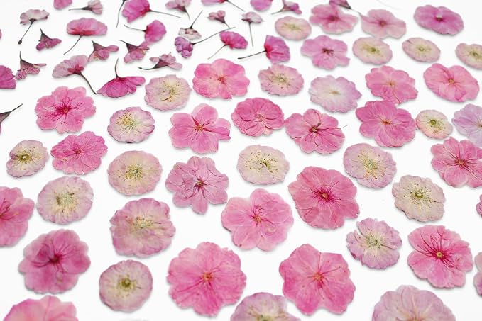 51 Pcs Real Natural Cherry Blossom Dried Pressed Flowers - Image 6