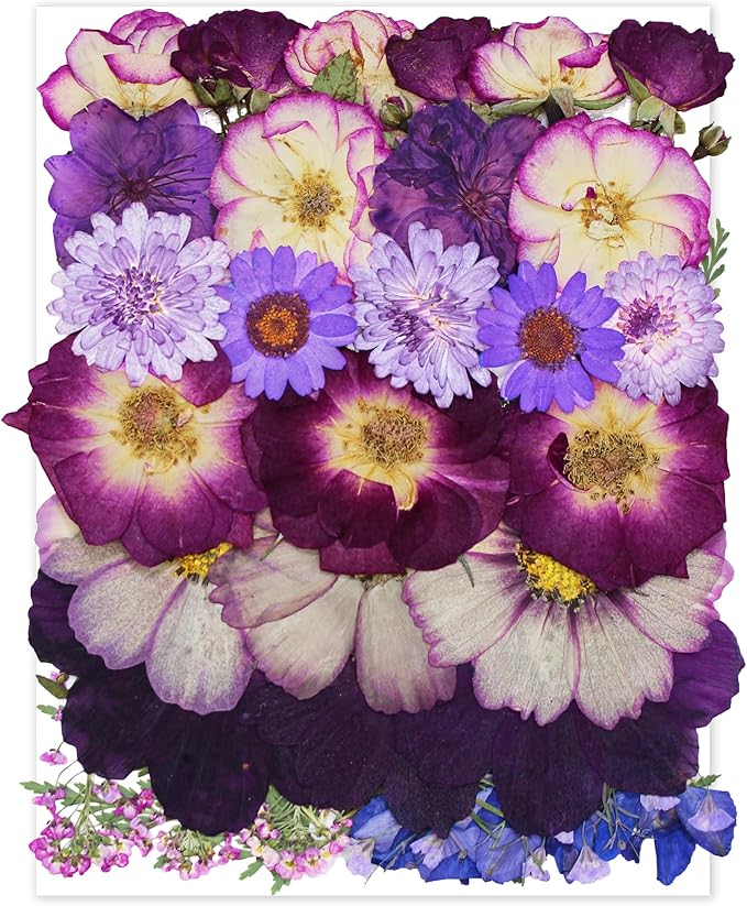 Large Purple Dried Pressed Flowers by Unknown