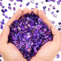 QICQDRAM Crushed Shells for Crafts About 1LB Small Natural Crushed Shells Bulk by QICQDRAM