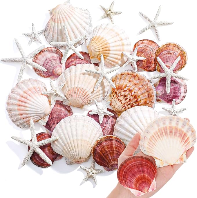 Junkin 40 Pack Natural Scallop Shells and Artificial Starfish - Image 8
