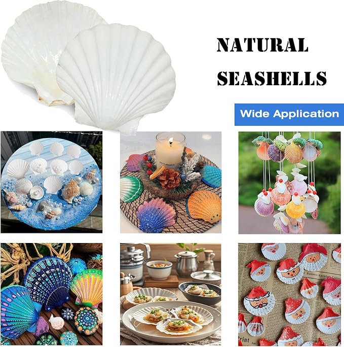 12PCS Large Natural Scallop Shells 4''-5'' White Sea Shells - Image 5
