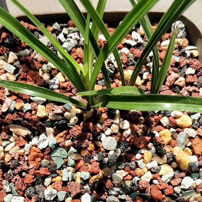 Mix Horticultural Lava Pebbles Pumice Potting Soil Amendment Succulent Cactus - Image 4