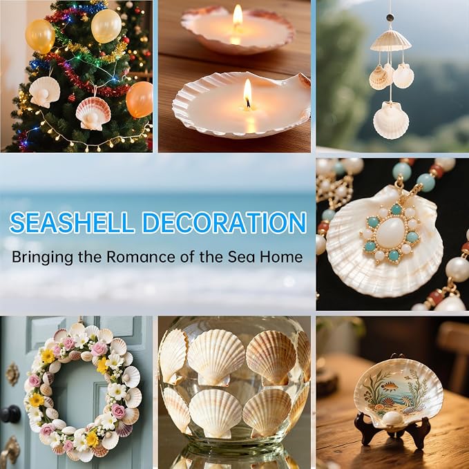 ReePlan 10PCS Large Scallop Shells - Image 6