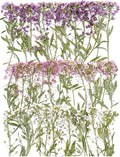 48 Pcs Mix Natural Dried Pressed Flowers by AHTONG