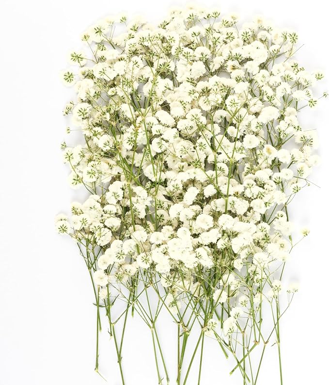 50Pcs Mini Dried Pressed White Baby's Breath Flowers Bulk by Unknown