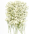 50Pcs Mini Dried Pressed White Baby's Breath Flowers Bulk by Unknown