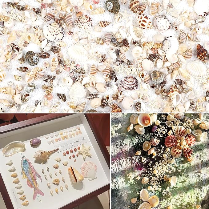 Fangoo 15 Types 800 Pcs Natural Tiny Mini Sea Shell Conch Starfish - Image 6