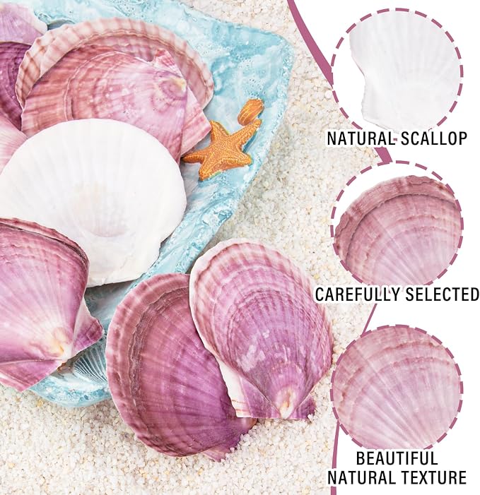 30PCS Natural Scallop Shells Purple Red Sea Shells, Real Seashells from Beach - Image 4