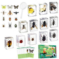 12 PCS Real Insect Resin Specimen, Science Education Bug Collection | Preserved by Unknown
