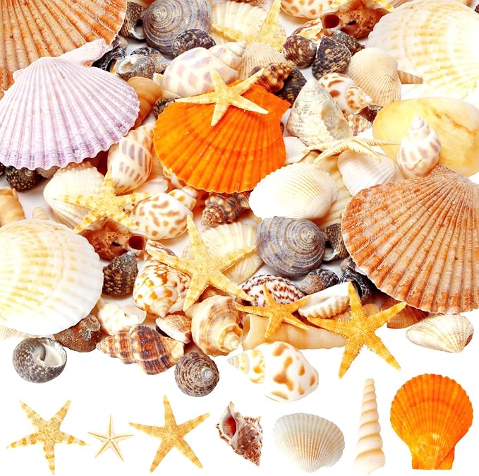 WEOXPR Mixed Sea Shells, 80+ Pcs Beach Seashells Starfish, Various Sizes Ocean by WEOXPR